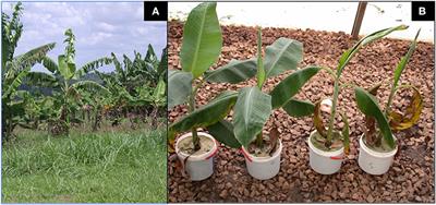 Soil Sterilization Eliminates Beneficial Microbes That Provide Natural Pest Suppression Ecosystem Services Against Radopholus similis and Fusarium Oxysporum V5w2 in the Endosphere and Rhizosphere of Tissue Culture Banana Plants